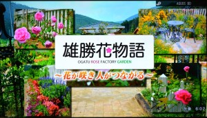 2016年４５６趣味の園芸・雄勝花物語の紹介 003
